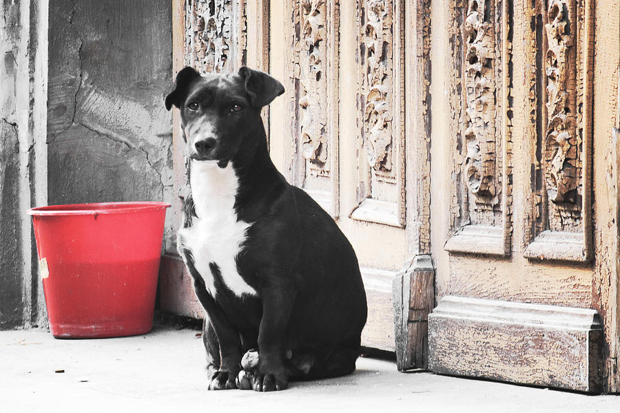 Black Dog Guarding A Vintage Wooden Door Photograph by Vlad Baciu