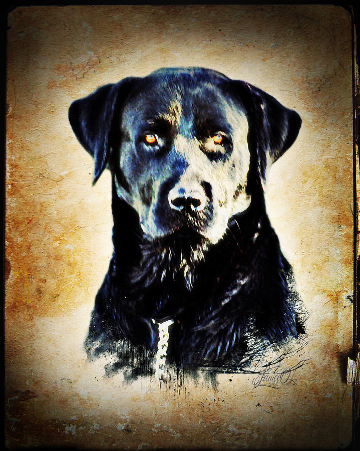 Black Dog Digital Art by Janice OConnor