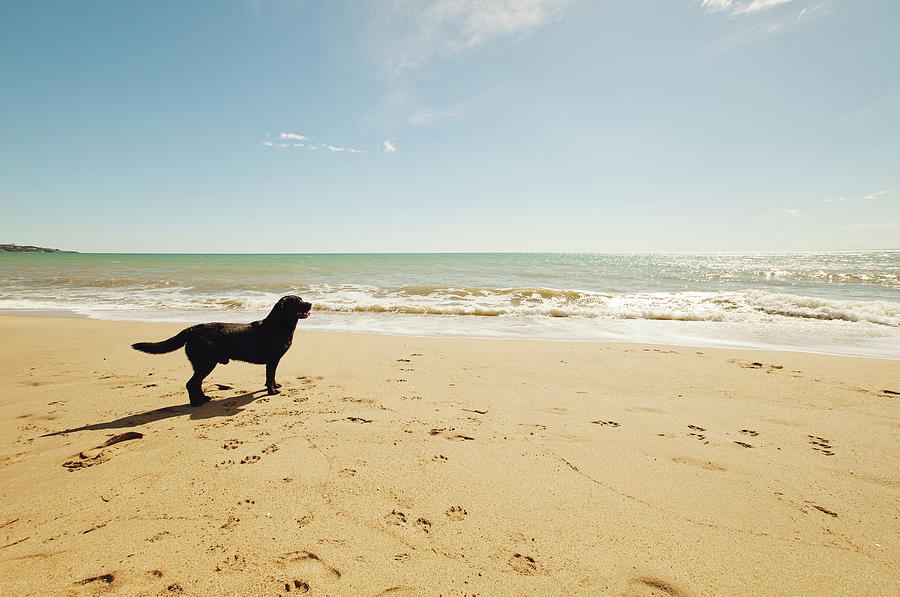 Black Dog On The Beach Photograph by Rafael Elias