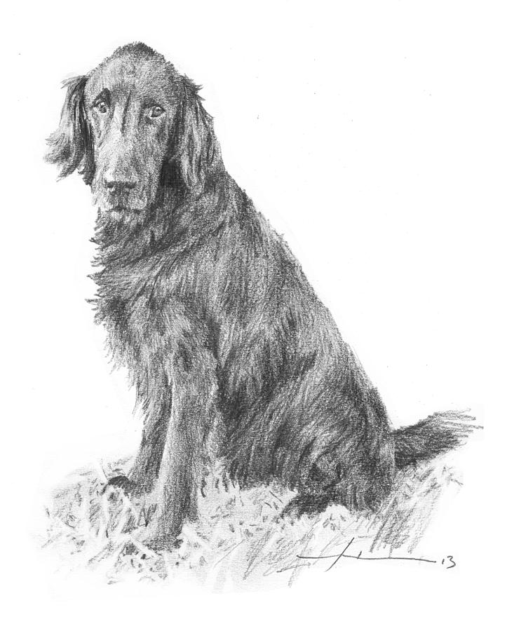 Black Dog Pencil Drawing Drawing by Mike Theuer