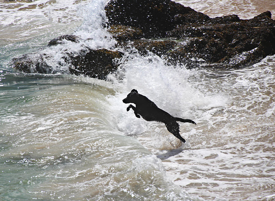 Black Dog Photograph by Tom Conway