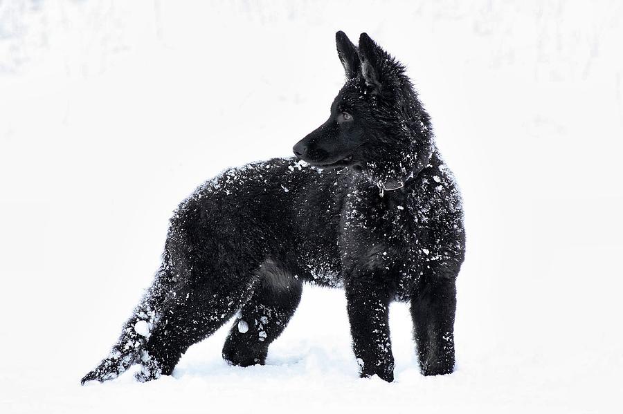 Black Dog White Snow Photograph by Richard Cruttwell - Fine Art America