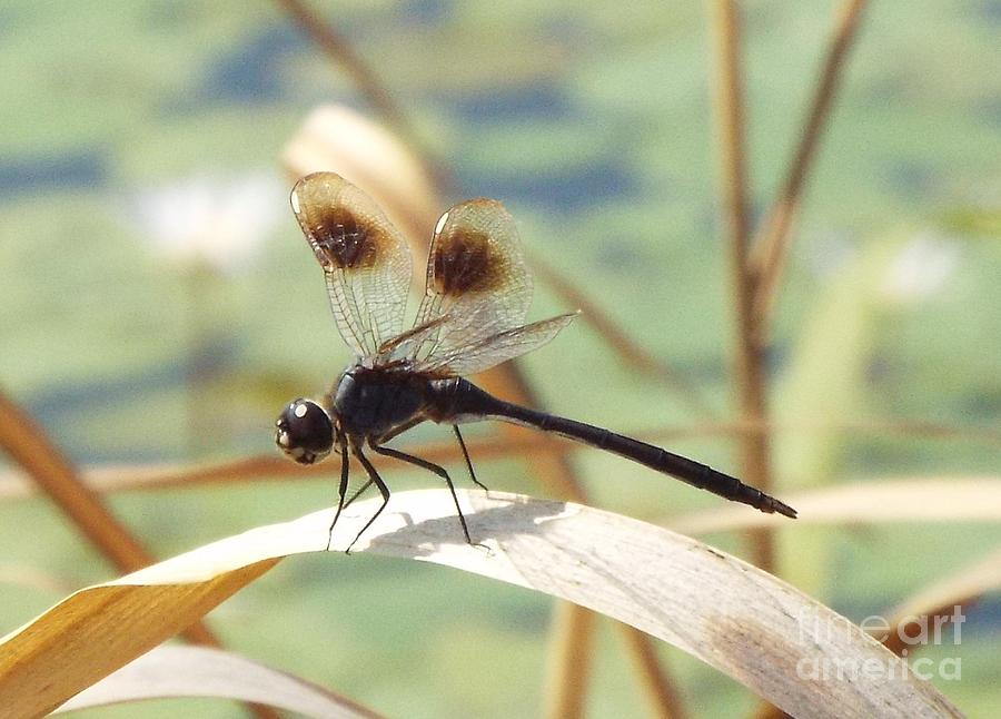 Black Dragonfly Photograph