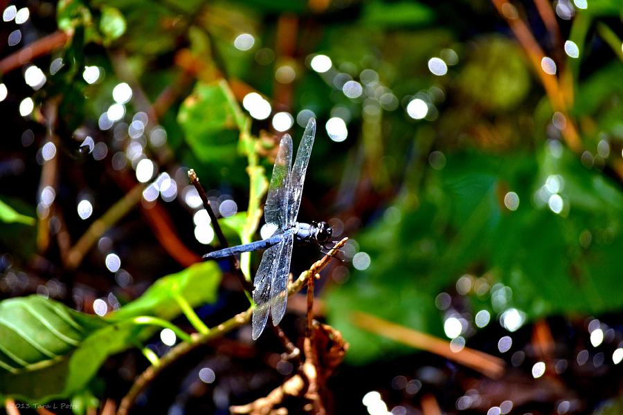 Black Dragonfly Photograph by Tara Potts