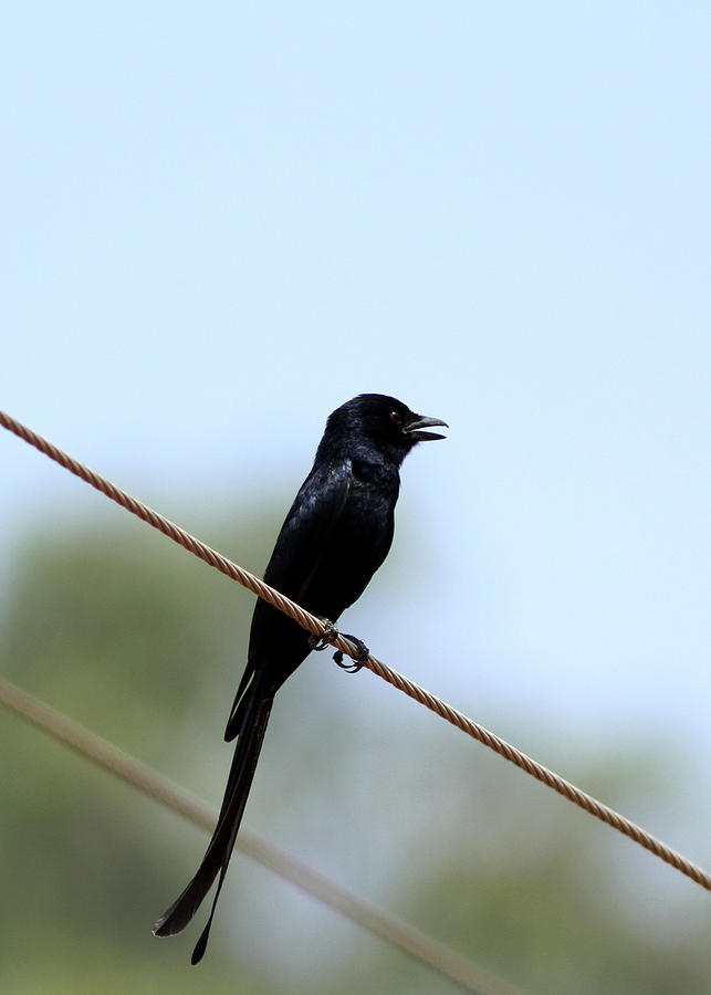 Black Drongo  Photograph by Ramabhadran Thirupattur