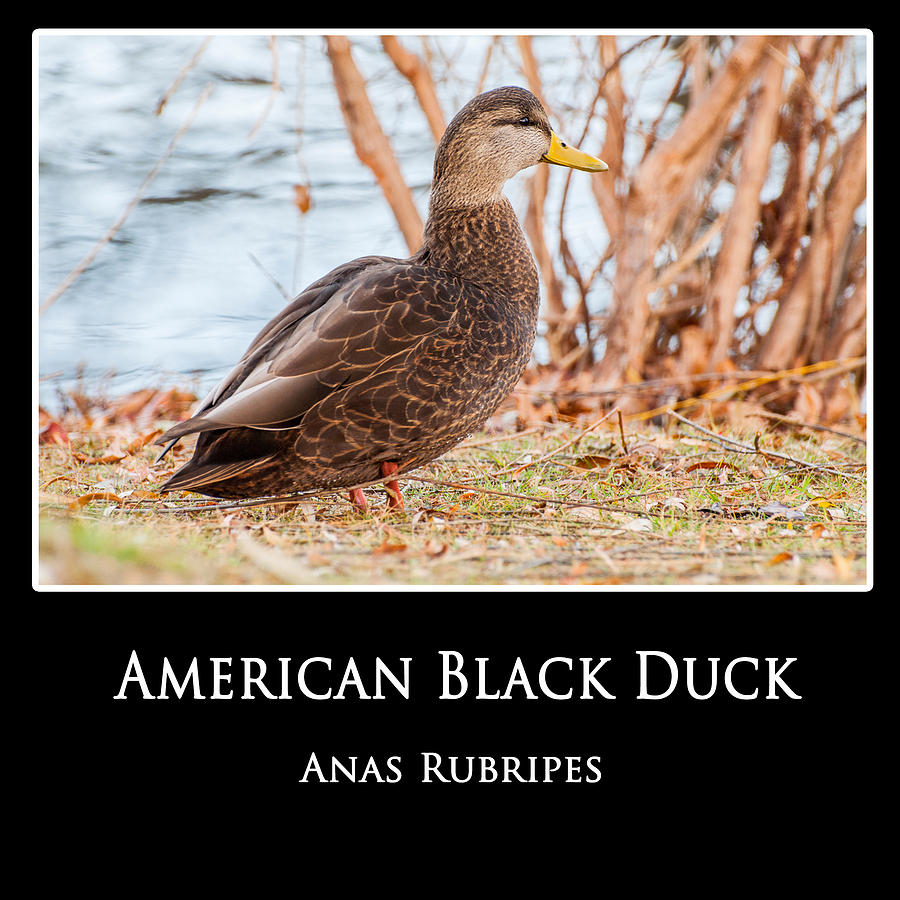 Black Duck Poster Photograph by Cathy Kovarik
