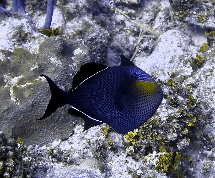 Black Durgon Triggerfish Photograph by Amy McDaniel