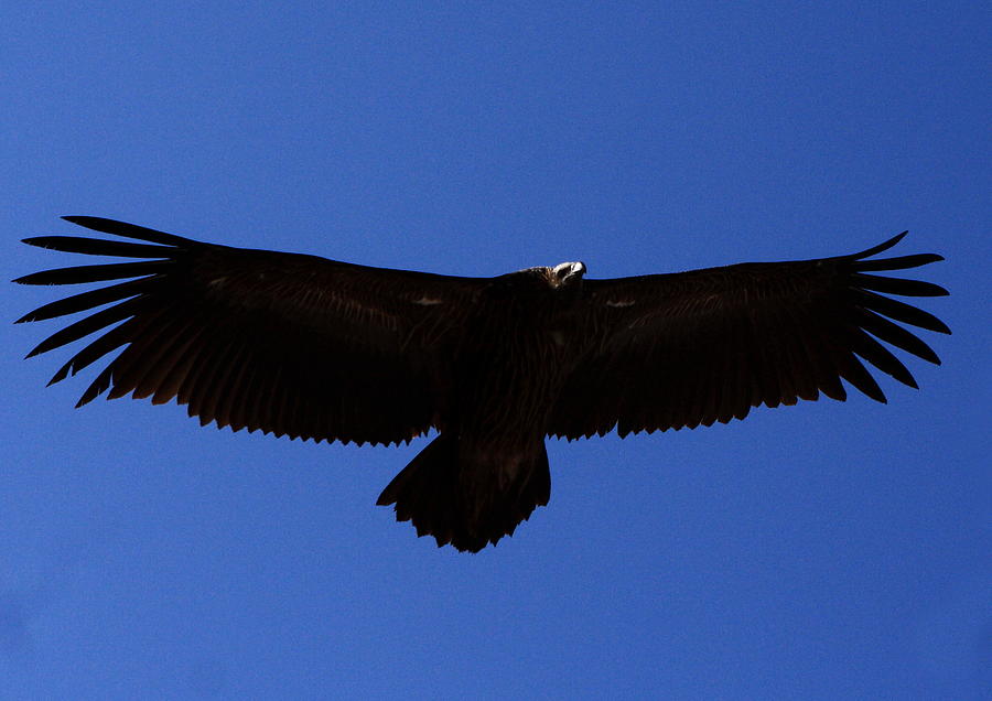Black Eagle - Himalayas - Nepal Photograph by Aidan Moran