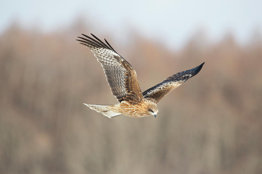 Black-eared Kite In Flight Photograph by Dr P. Marazzi