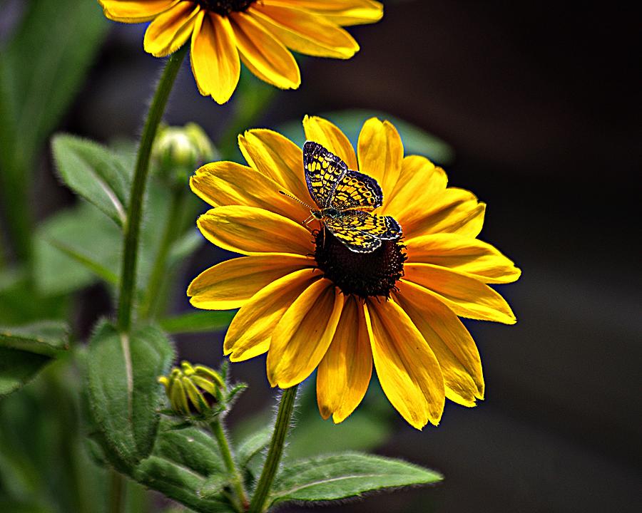 Black-eye Susan with Butterfly Photograph by Karen McKenzie McAdoo