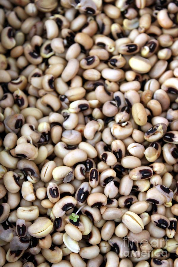 Nature Photograph - Black Eyed Beans Sprouts by Henrik Lehnerer