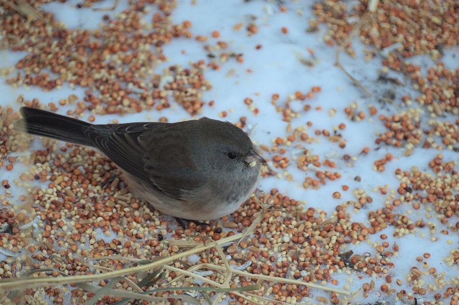 Black Eyed Junco Photograph By Bonfire Photography - Fine Art America