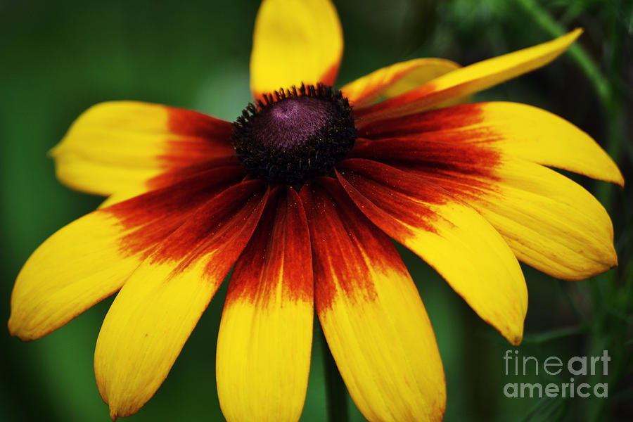 Black Eyed Susan 2 Photograph by Kevin Fortier