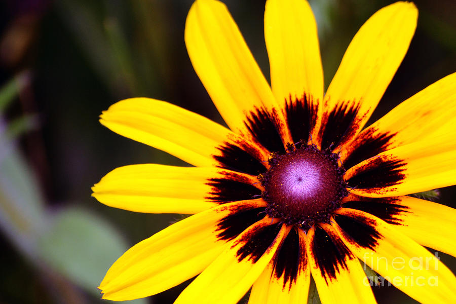 Black Eyed Susan 3 Photograph by Kevin Fortier
