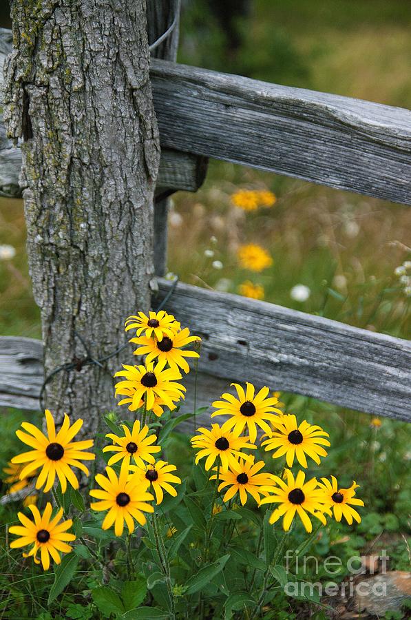 Black-eyed Susan and weatherd Fence Photograph by John Harmon