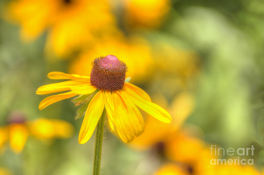 Black Eyed Susan Bloom Photograph by Ules Barnwell