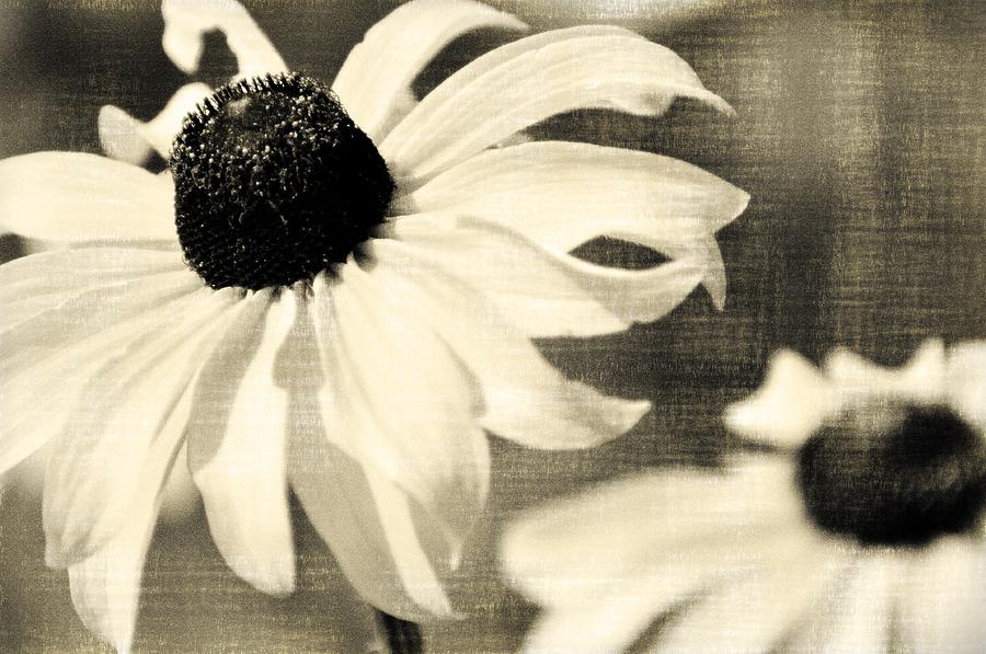 Black Eyed Susan BW Photograph by Marty Koch