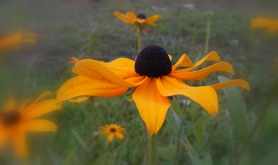 Black Eyed Susan Dancing In The Wind Photograph by Diannah Lynch