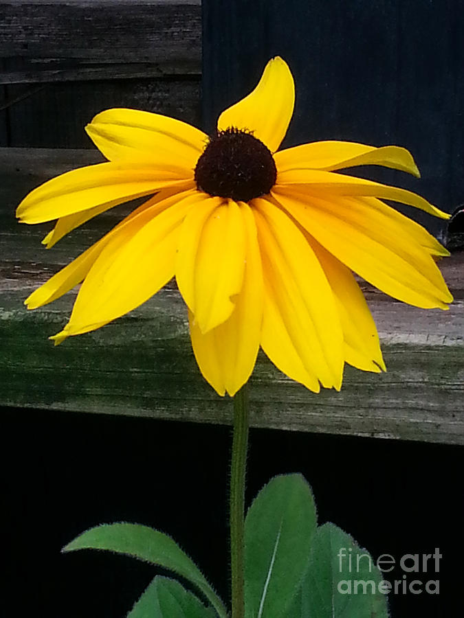 Black Eyed Susan Photograph by Donna Brown