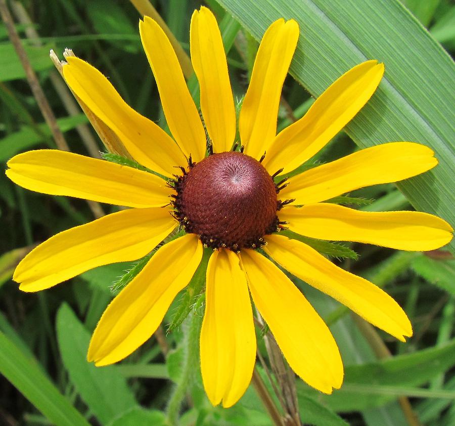 Black-Eyed Susan Photograph by Eric Noa - Fine Art America