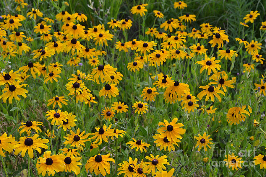 Black-Eyed Susan Field Photograph by Amy Lucid
