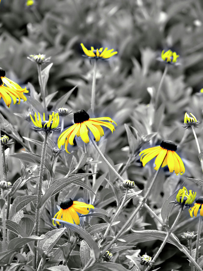 Nature Photograph - Black-Eyed Susan Field by Carolyn Marshall