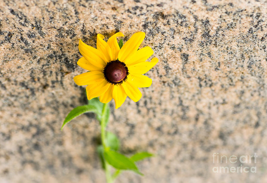 Spring Photograph - Black-eyed Susan flower on a gneiss rock by Les Palenik