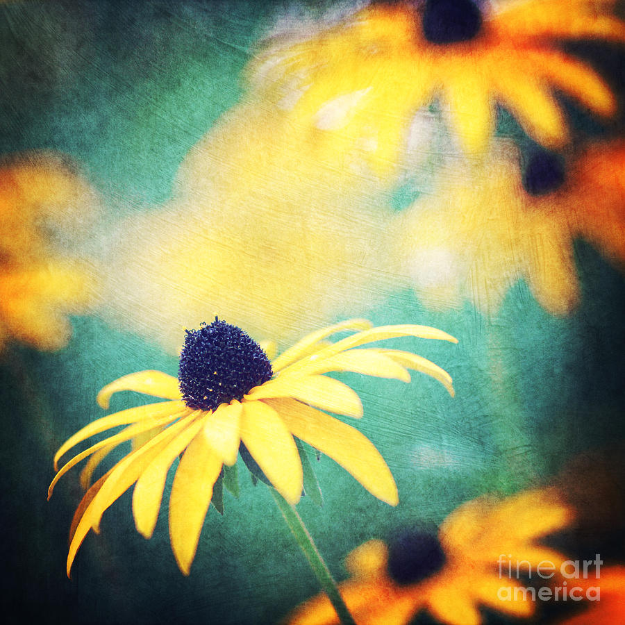 Black eyed Susan flower Photograph by Sylvia Cook