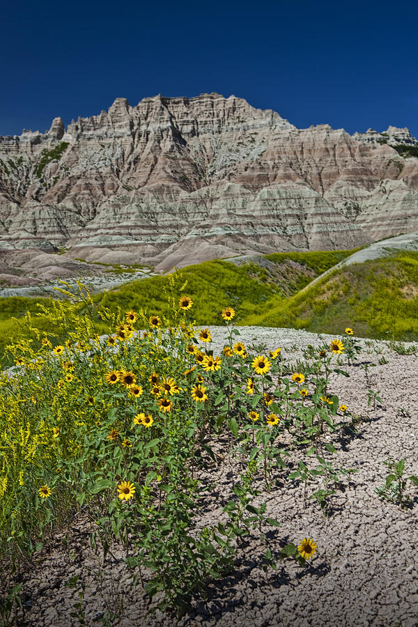 Black-Eyed Susan Flowers in the Badlands Photograph by Randall Nyhof