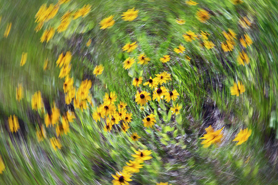 Black-eyed Susan Flowers Photograph by Jim West