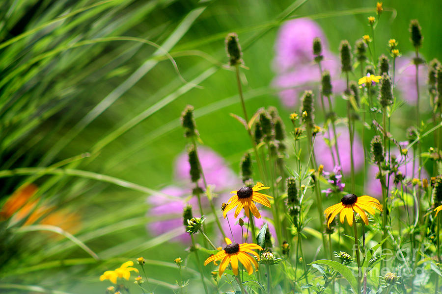 Garden Flowers in Summer Photograph by Karen Adams