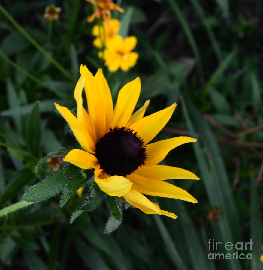 Black-eyed Susan Glows With Cheer Photograph by Luther Fine Art