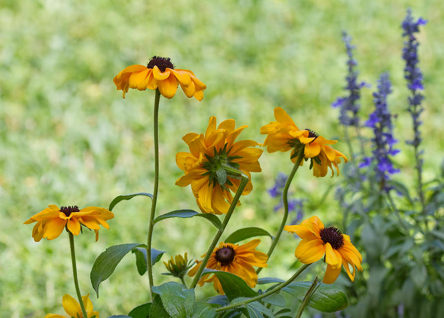 Nature Photograph - Black eyed Susan in the Garden by Kim Hojnacki