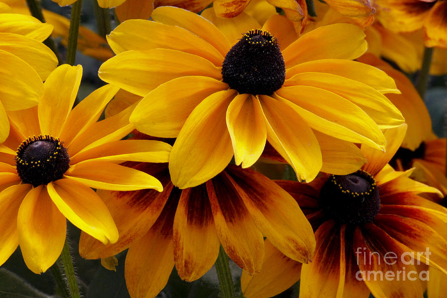 Black-Eyed Susan Photograph by Ivete Basso Photography