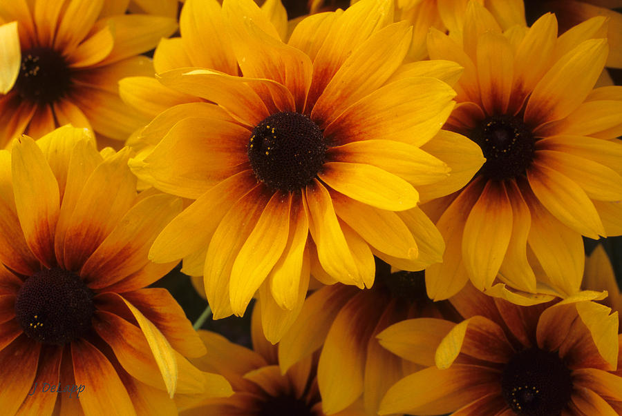 Blackeyed Susan  Photograph by Janet DeLapp