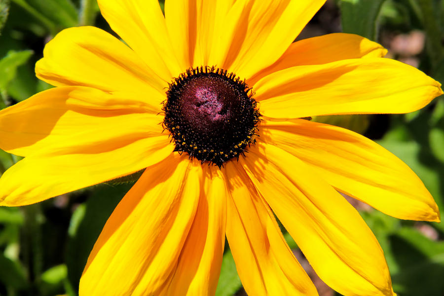 Black Eyed Susan Photograph by Pat Cook