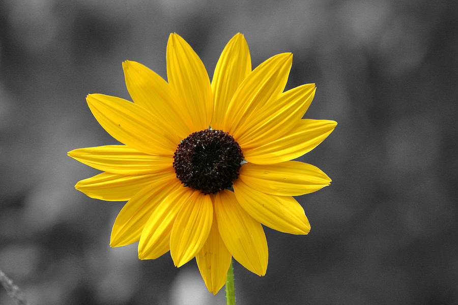 Black Eyed Susan Photograph by Pete Federico