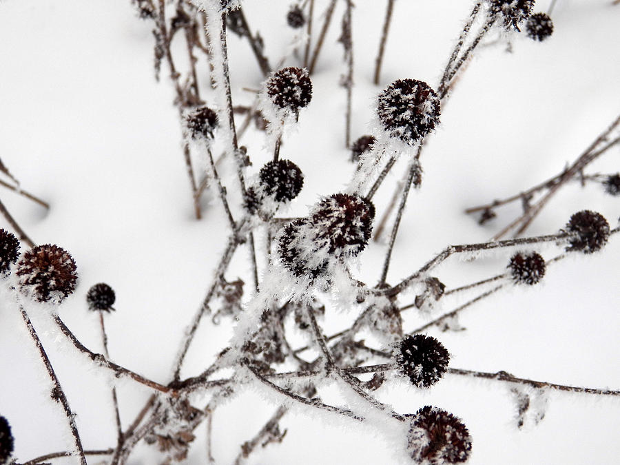 Black Eyed Susan Pods with Ice Photograph by Corinne Elizabeth Cowherd