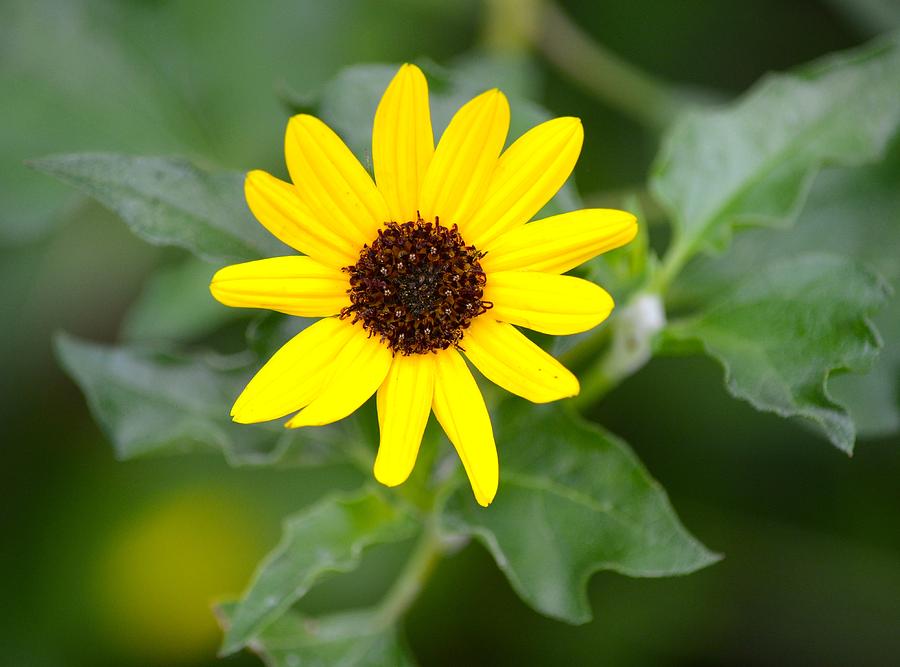 Jacksonville Photograph - Black Eyed Susan by Richard Bryce and Family