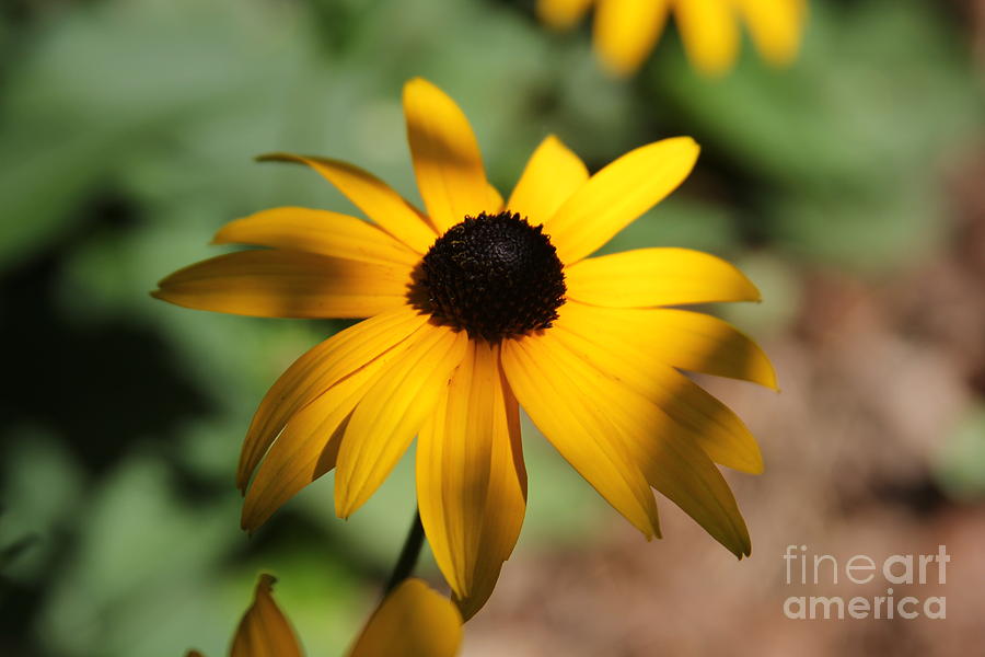 Black Eyed Susan Photograph by Rod Best