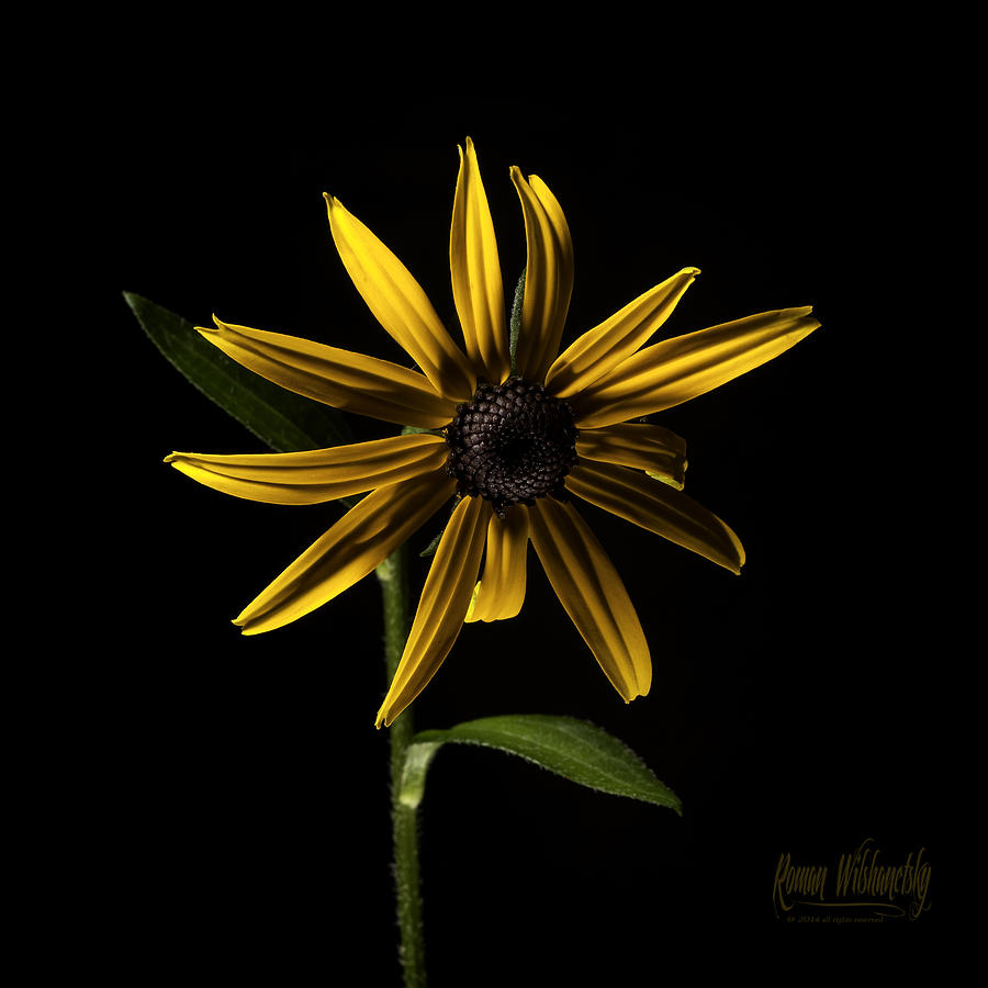 Black Eyed Susan by Roman Wilshanetsky Black Eyed Susan by Roman Wilshanetsky