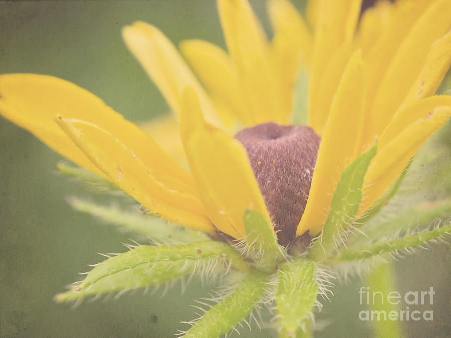 Flowers Still Life Photograph - Black Eyed Susan by Shannon Beck-Coatney