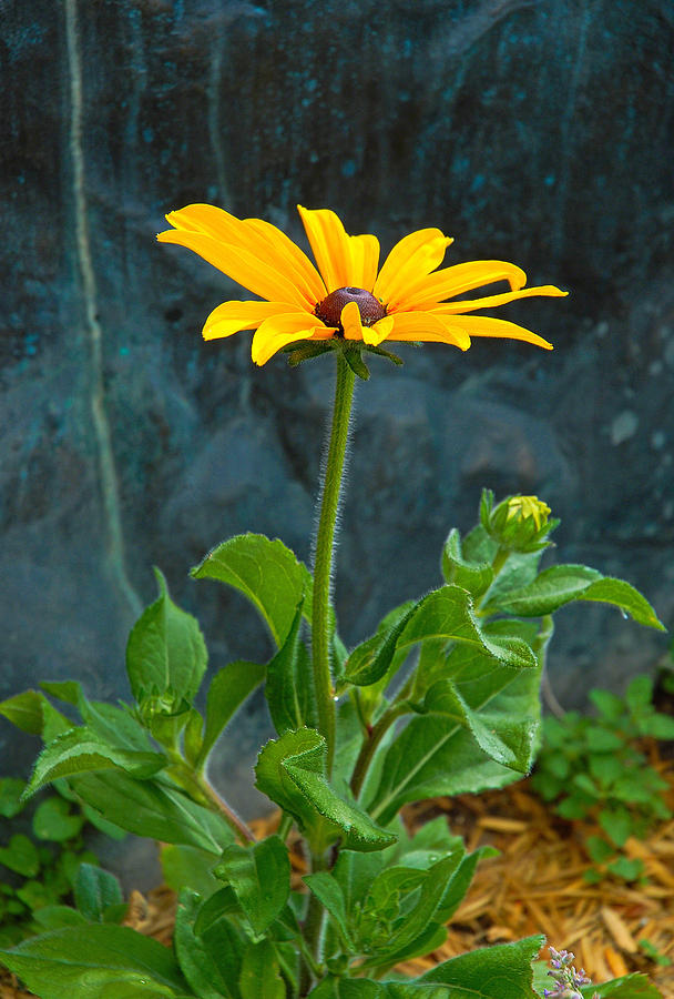 Flowers Still Life Photograph - Black Eyed Susan Solo by Robert Meyers-Lussier