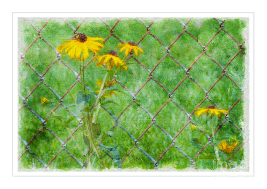 Black Eyed Susan Ver - 4 Photograph by Larry Mulvehill