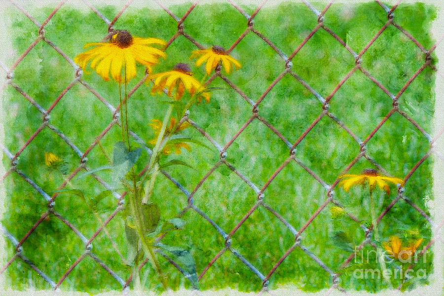 Black Eyed Susan Ver - 5 Photograph by Larry Mulvehill