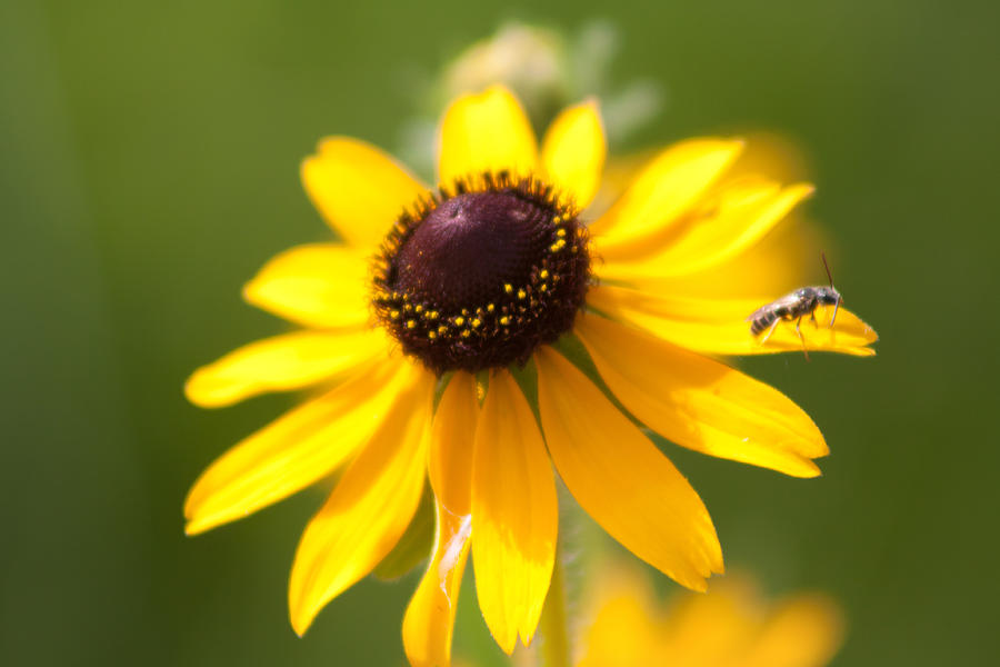 Black-Eyed Susan with Friend Photograph by Lynne Jenkins