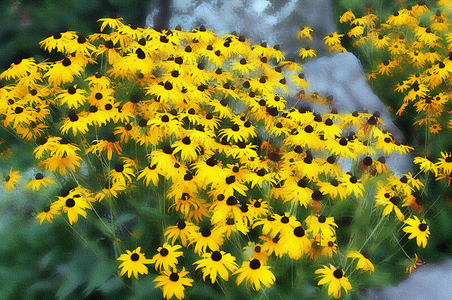 Flower Photograph - Black-Eyed Susans - Digital painting by Ellen Tully