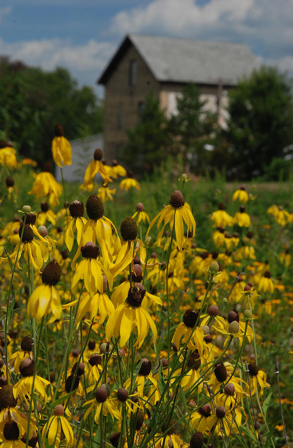 Black-eyed Susans By The Old Mill Photograph by Janice Adomeit