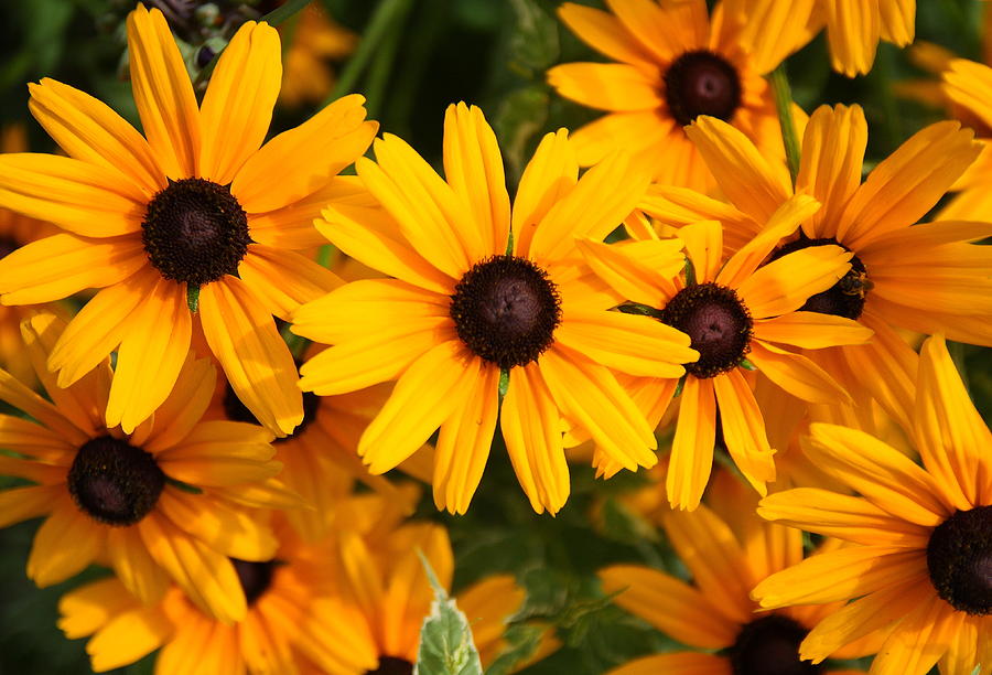 Black eyed Susans Photograph by Coby Cooper