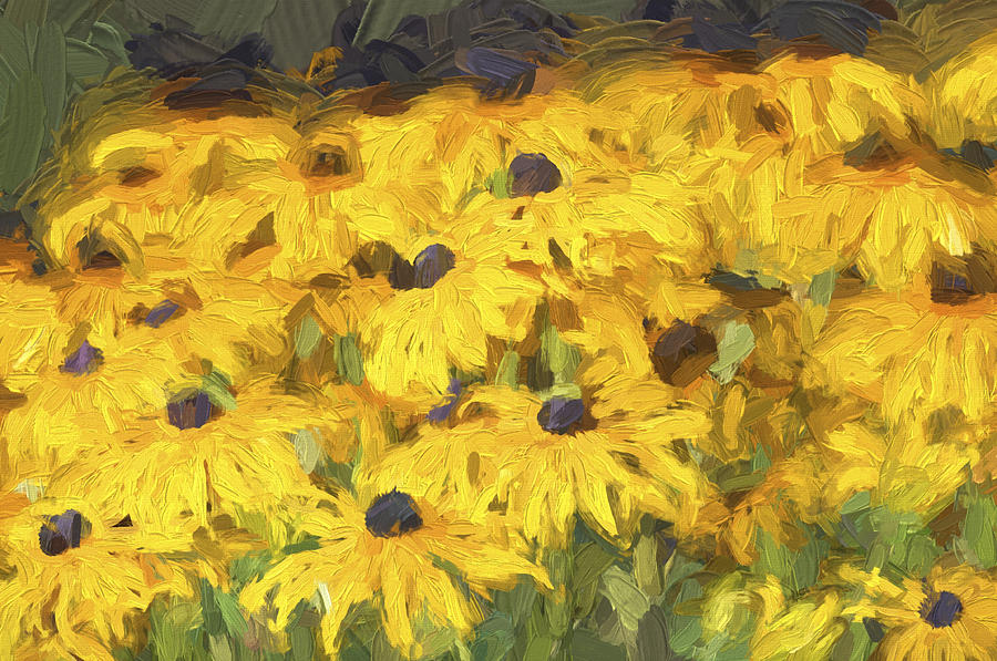Black Eyed Susans digital oil painting 2 Photograph by Sharon Talson